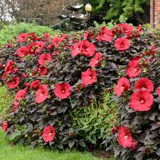Image result for Hibiscus meyeri