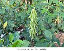 Image result for Eriosema monticola