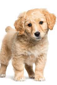 Mixed Breed Between Jack Russell Terrier And Golden Retriever 2 Months Old In Front Of White Background Gol Golden Retriever Golden Retriever Baby Retriever