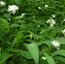 Possibly bear's garlic was banished because of this smell for a long time from garden and kitchen. Herb Seeds Bear Garlic Wild Garlic Seeds Cp244 Chili Punk Berlin