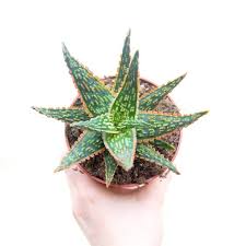 Image result for Aloe zebrina