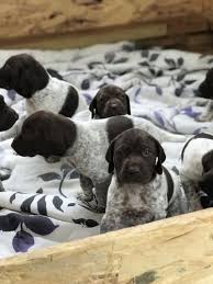 Enter your email address to receive alerts when we have new listings available for german pointer puppies for sale. German Shorthaired Pointer Vs Rottweiler Breed Comparison