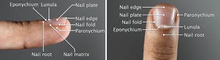 Image result for paronychium