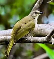 Burung trucukan adalah salah satu burung yang diminati masyarakat di indonesia, berikut rekomendasi makanan burung trucukan agar gacor! Trucuk Mania Accueil Facebook
