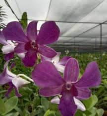 Home › fresh flower bouquets › jenis bunga anggrek. Jual Anggrek Online Murah Berkualitas Nugraha Orchid