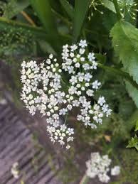 Image result for Berula