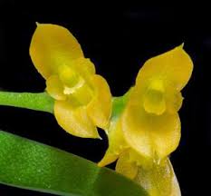 Image result for Schizochilus sulphureus