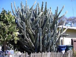 As you dig garden succulents, brush excess soil from roots; How To Transplant A Large Cactus Succulent Alley