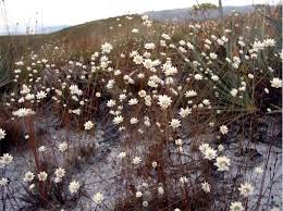 Image result for Syngonanthus