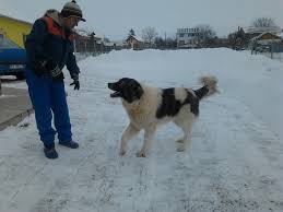 Aufgrund seines mutigen wesens kommt er überwiegend als herdenschutzhund zum einsatz. Ciobanesc Romanesc De Bucovina Photos Facebook