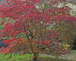 However, like almost any other plant or tree, japanese maples are susceptible to diseases.some which are inconsequential, others which can be deadly if not caught and treated early. Japanese Maple Care Tips And Pruning Mygarden Com