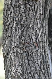 Image result for Faurea saligna