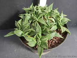 Image result for Nananthus