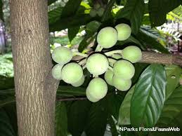 Image result for Huberantha