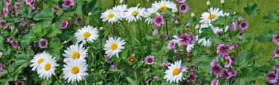 1,320 likes · 1 talking about this. Flowers Dropping Off Tomato Plants Melinda Myers