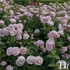 Poseidon In 2020 Lavender Roses Garden Lavender Roses Heirloom Roses