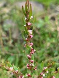 Image result for Polygonum aviculare