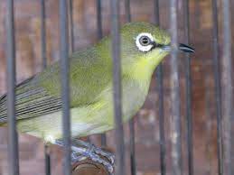 Pleci dakun maput (mata putih) pleci dakun macok (mata coklat) harga burung pleci dakun sangatlah variatif. Pleci Dakun Maput Ngacor Ngalas Youtube