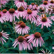 Echinacea Coneflower Seeds Johnny S Selected Seeds Biologisch Tuinieren Planten Tuinplanten