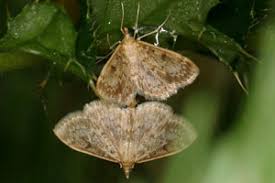 Image result for Anania perlucidalis