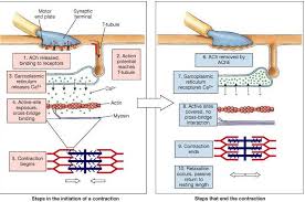 Pin On Human Body Unit Study