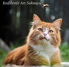 kedi sozluk posts facebook