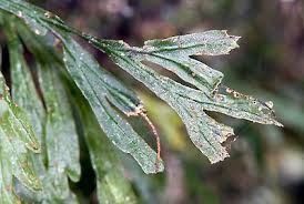 Image result for Polyphlebium