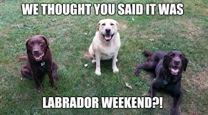 Labor Day Weekend Labradorretriever Teamchuckie Chuckiethechocolatelab Laborday Weekend Tgif La Labour Day Quotes Funny Labor Day Quotes Happy Labor Day
