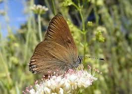 Image result for Satyrium