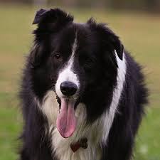 The Top 10 Smartest Dog Breeds Smartest Dog Breeds Dog Breeds Smart Dog