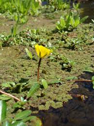 Image result for Azolla filiculoides