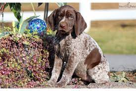 If you are unable to find your german shorthaired pointer puppy in our puppy for sale or dog for sale sections, please consider looking thru thousands of german shorthaired pointer dogs for adoption. German Wirehaired Pointer Puppies For Sale In Pa