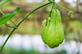 Squash plants are notorious for conquering the rest of your garden with their long vines and large leaves. How To Grow Chayote Harvest To Table
