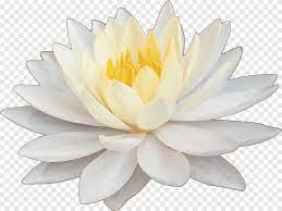 Watercolor painting pixel transparency and translucency, lotus watercolor painting, white flowers illustration png clipart. Nelumbonaceae Aquatic Plants Artificial Flower Petal Nelumbo Nucifera White Lotus White Flower Png Pngegg