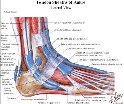 Tendons of the anterior compartment of the leg, the anterior tibial vessels, and the deep peroneal nerve pass under it. Tendons In The Foot Foot Anatomy Ankle Anatomy Ligaments And Tendons