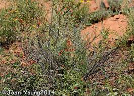 Image result for Hermannia parvula