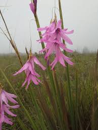 Image result for Disa robusta