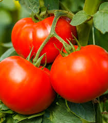 Extra large, smooth, beautiful 12 oz. Tomato Big Beef