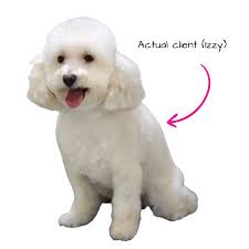 Pet grooming in birmingham, al. Tskydgfyujskwm