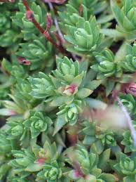 Image result for Crassulaceae