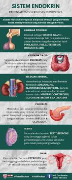Dalam anatomi vertebrata, kelenjar pituitari, atau hipofisis, adalah kelenjar endokrin yang berukuran sebesar kacang bersaiz sedang dan ditimbang seberat 0.5 gram (0.018 auns) dalam badan manusia. Body Coordination Online Education Photos Facebook