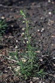 Image result for Suaeda merxmuelleri