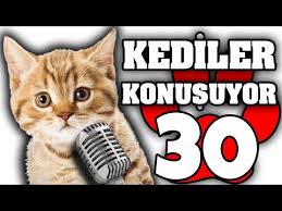 Konusan Kediler 30 En Komik Kedi Videolari Youtube