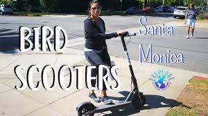 It should let you unlock both and ride them around, but you will need to take them both home to charge, which i guess is pretty obvious. Bird Scooter Ultimate Guide Everything You Need To Know Exsplore