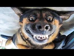 Funniest Dogs And Cats Awesome Funny Pet Animals Life Videos Youtube Funny Animal Videos Cute Animals Funny Animals
