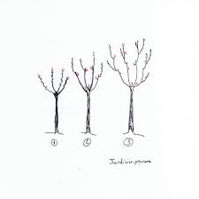 Epingle Sur Jardinage