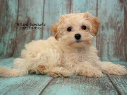 Designer puppies, purebred puppies, special order puppies 4 Fun Facts You Didn T Know About Maltipoo Dog Breeds