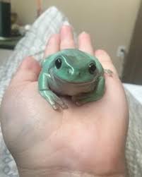 95 Pet Frogs Ideas Pet Frogs Frog Amphibians However, many of the larger frogs are sedentary and your frog's diet will vary based on its species, but generally speaking, frogs are carnivores who eat live prey. 95 pet frogs ideas pet frogs frog