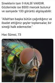 Nermin Atacan Adli Kullanicinin Ayet Panosundaki Pin Hayvanlar Hayat Dersleri Allah