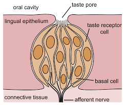 Taste buds on a mouse s tongue foundation for biomedical research. Taste Wikipedia